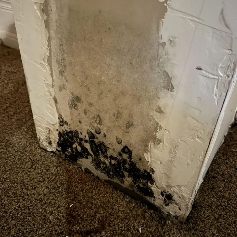 Professional Mold Removal in National Harbor, MD